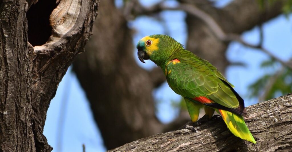 Is It Good or Bad to See Parrots in Dreams?